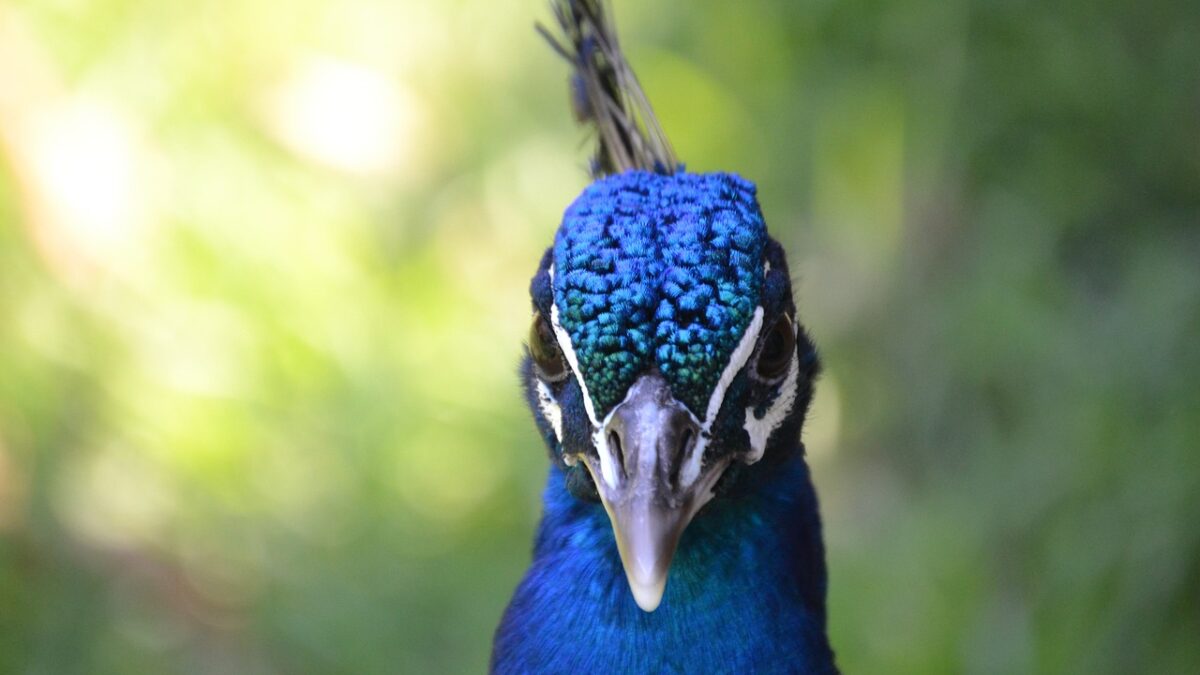 congo peafowl