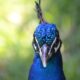 congo peafowl