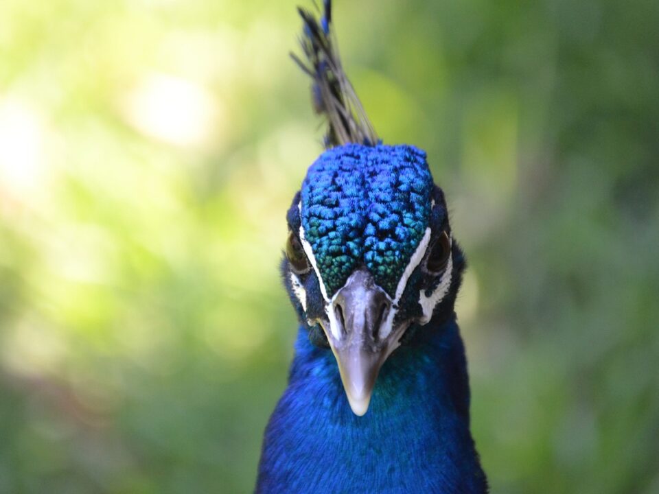 congo peafowl