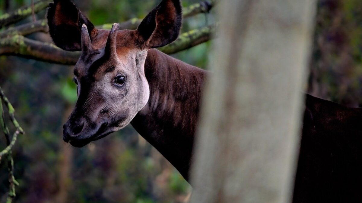 okapi