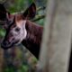 okapi