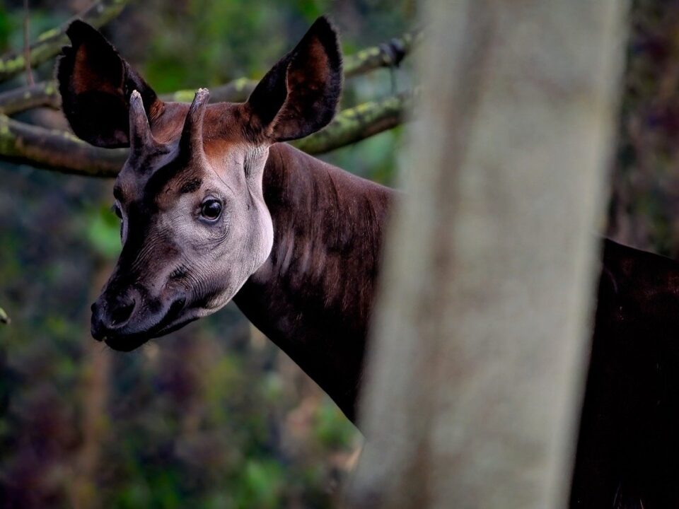 okapi