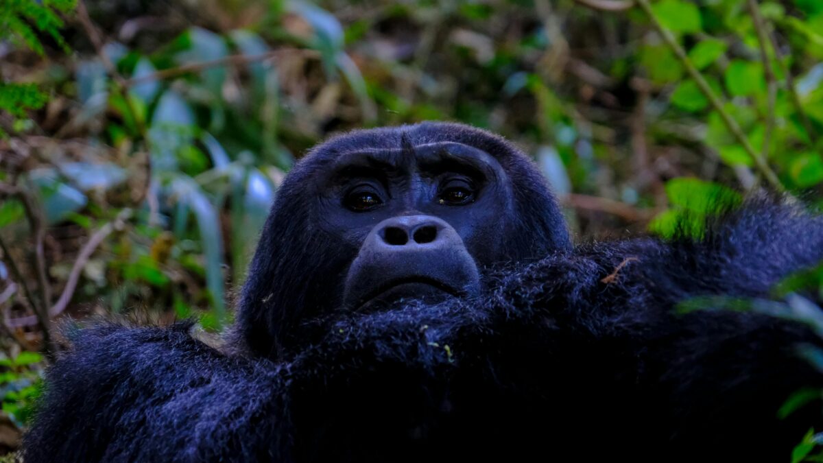 mountain gorilla