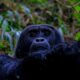 mountain gorilla