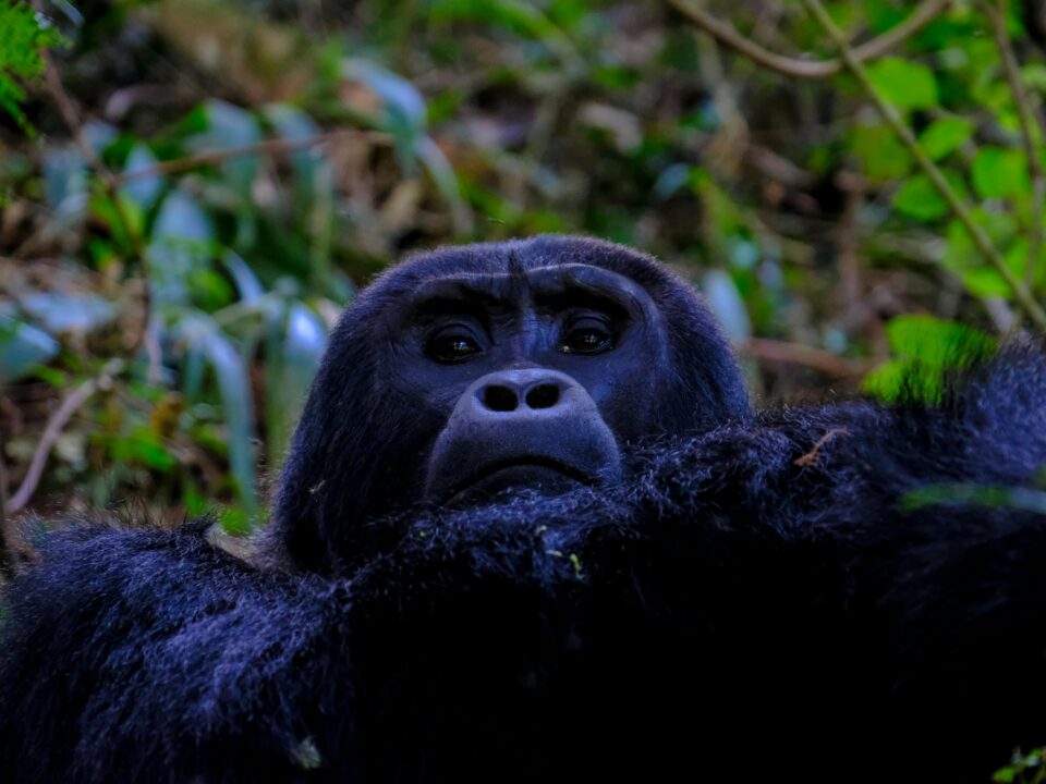 mountain gorilla