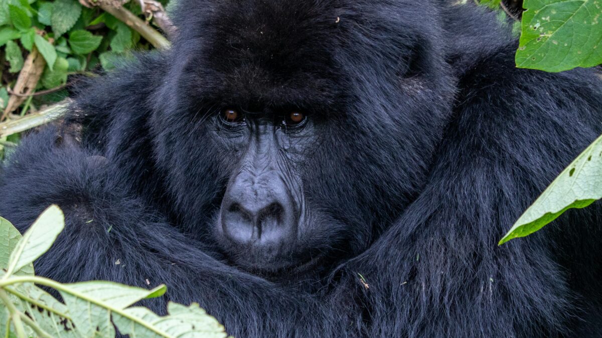 close up photo of a gorilla