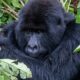 close up photo of a gorilla