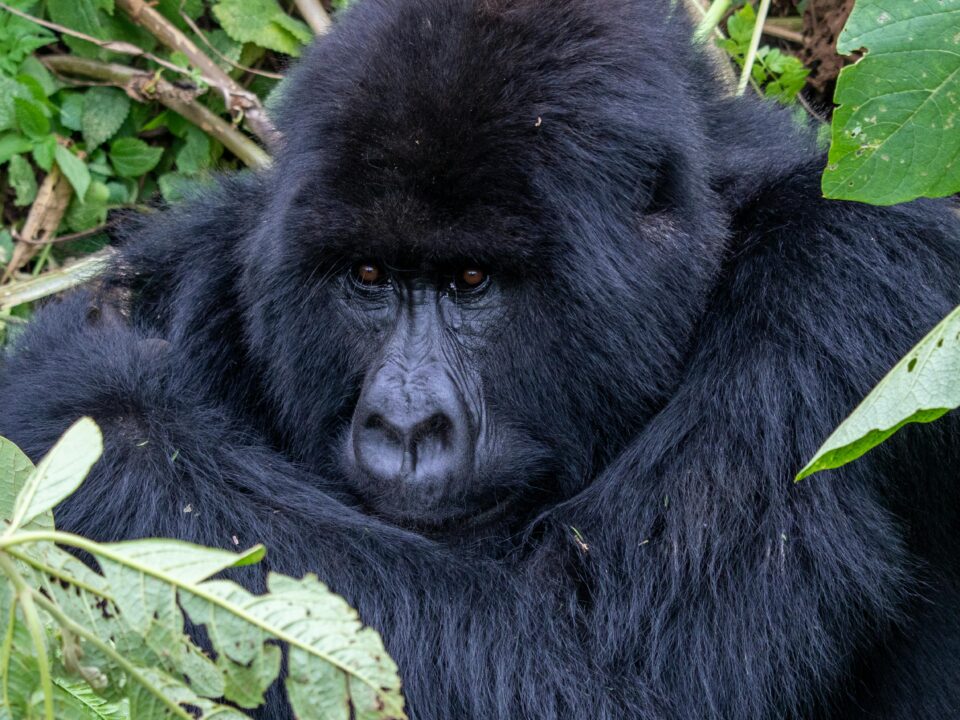 close up photo of a gorilla