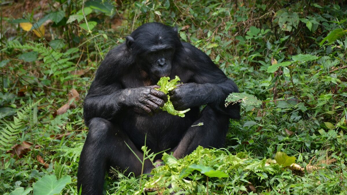 bonobo primate