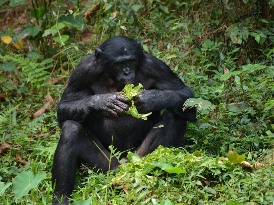 bonobo primate