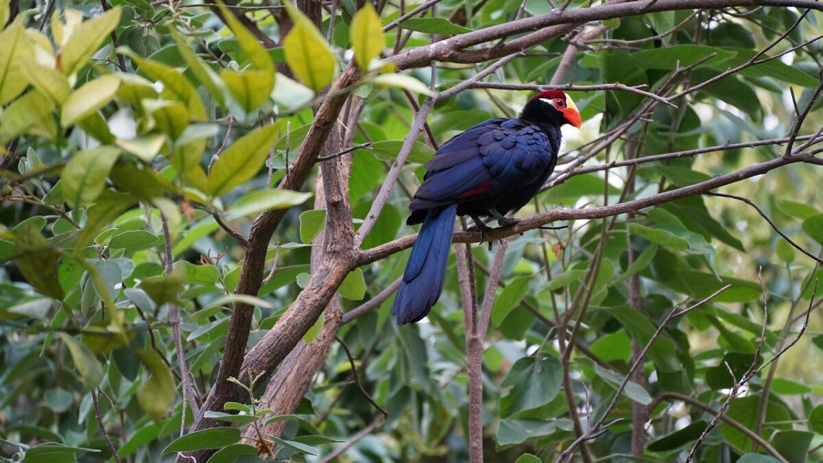 turaco