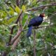 turaco