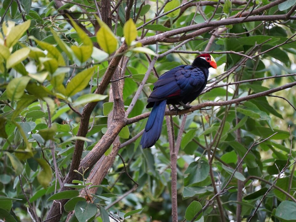 turaco