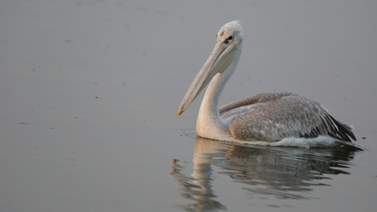 Pelican
