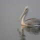 Pelican