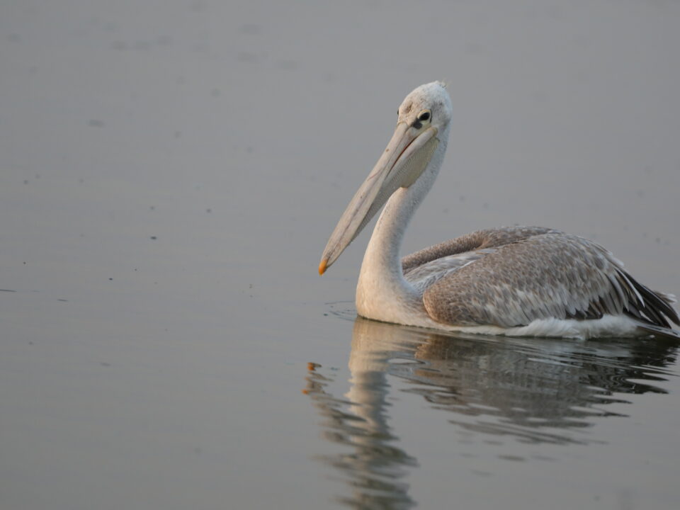 Pelican