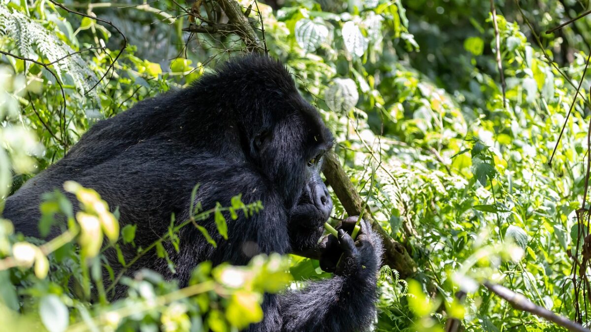 silverback gorilla