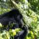 silverback gorilla