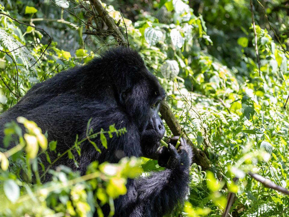 silverback gorilla