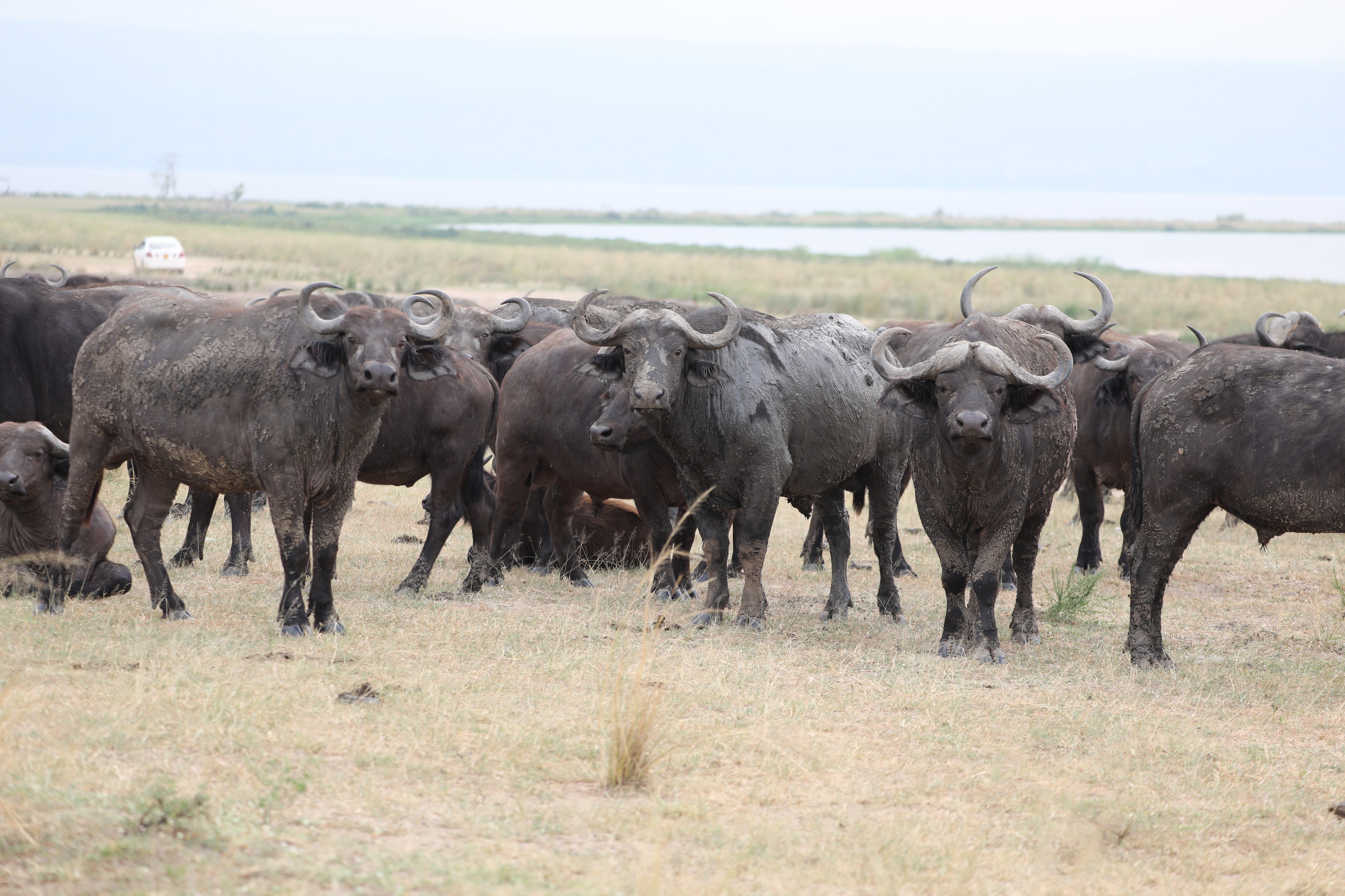 African Buffalo