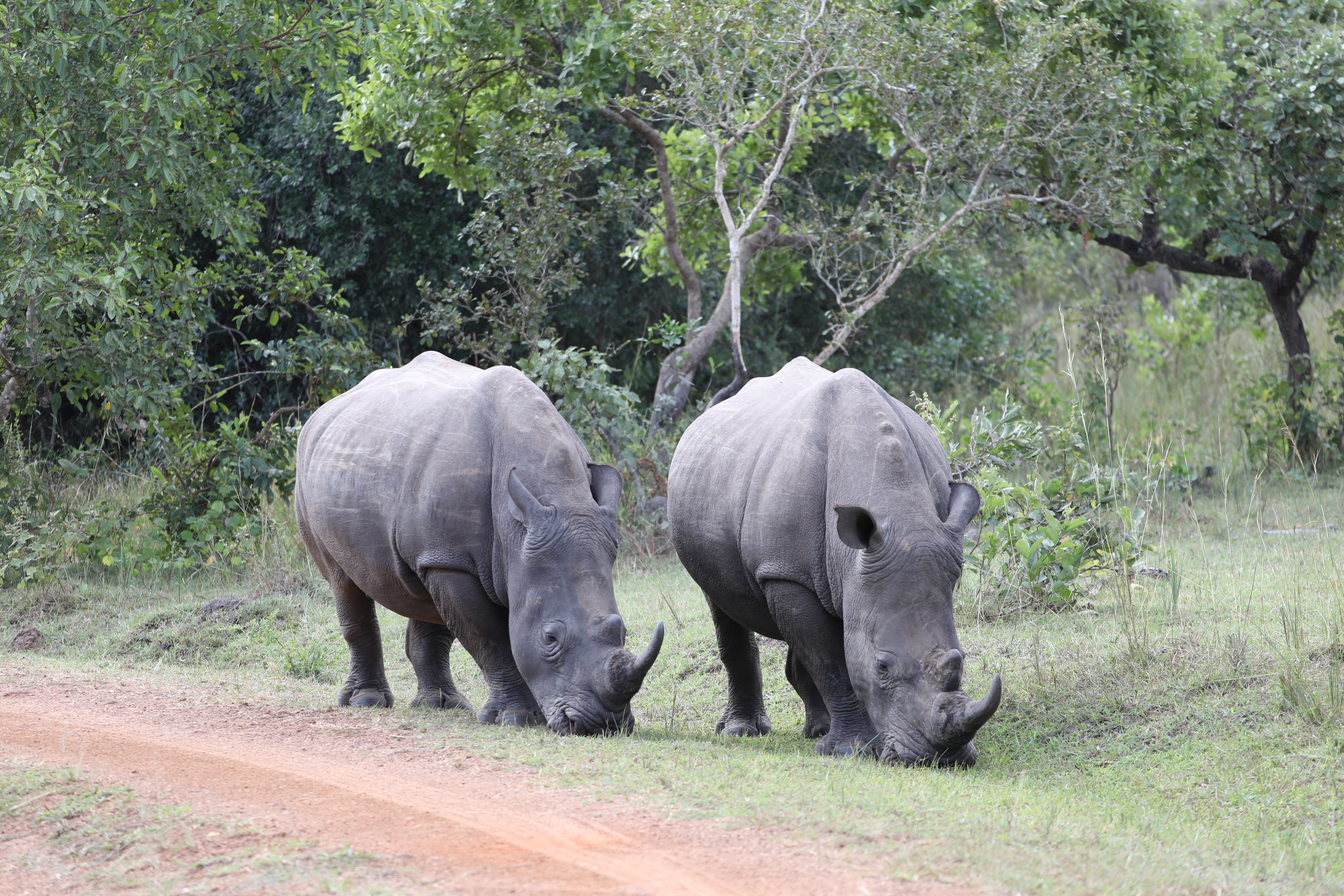 southern white rhino