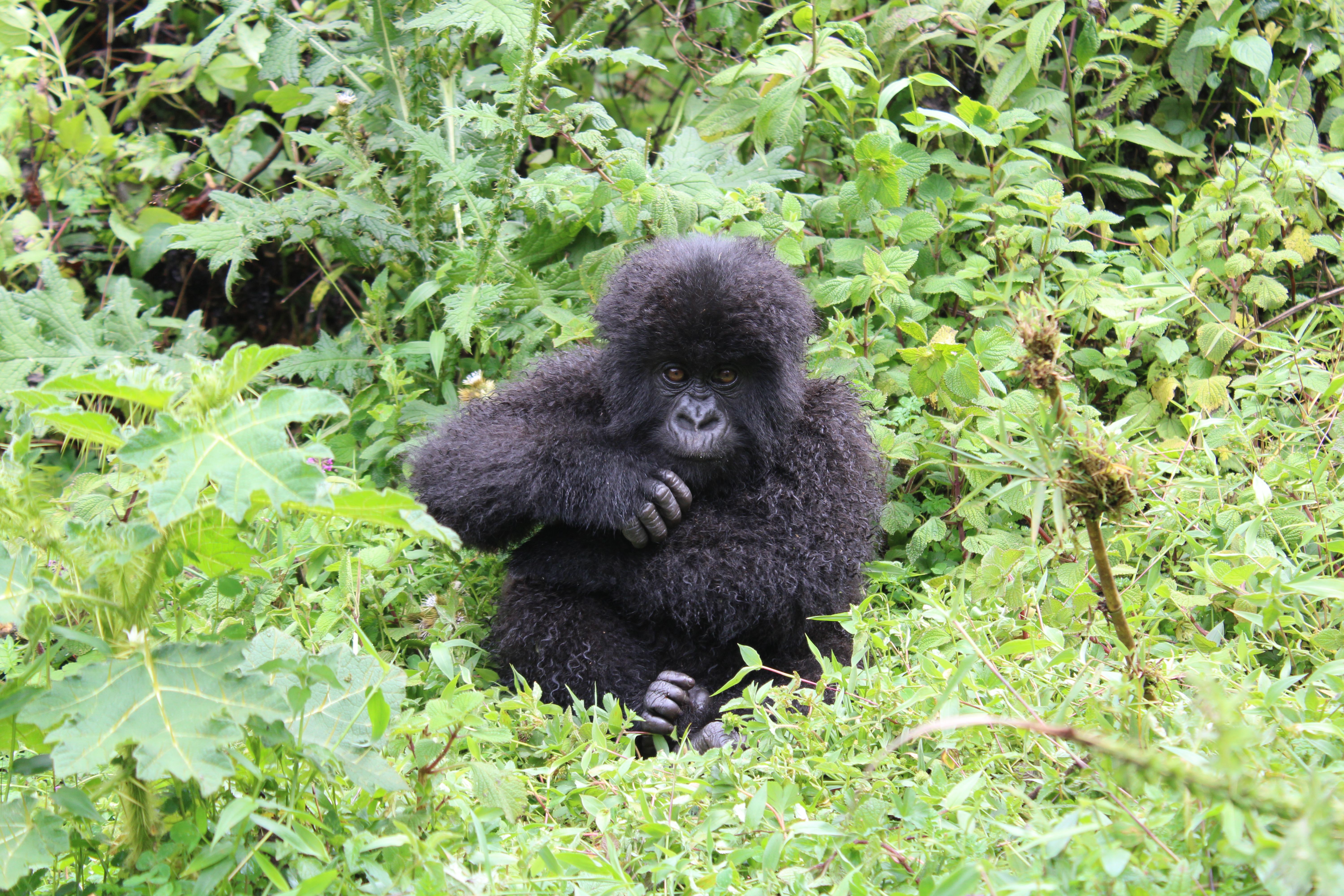 Baby Mountain Gorilla