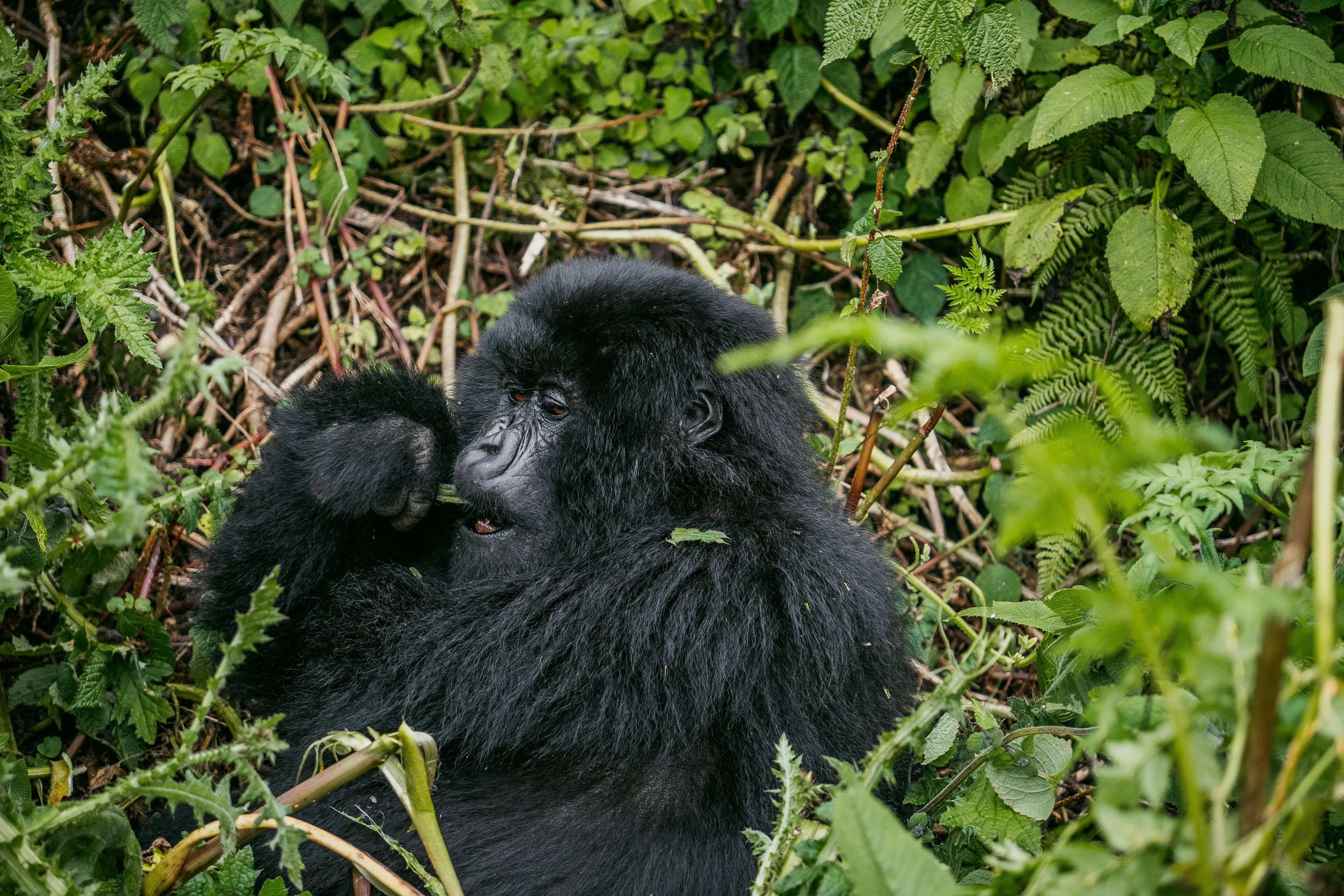 Mountain Gorilla