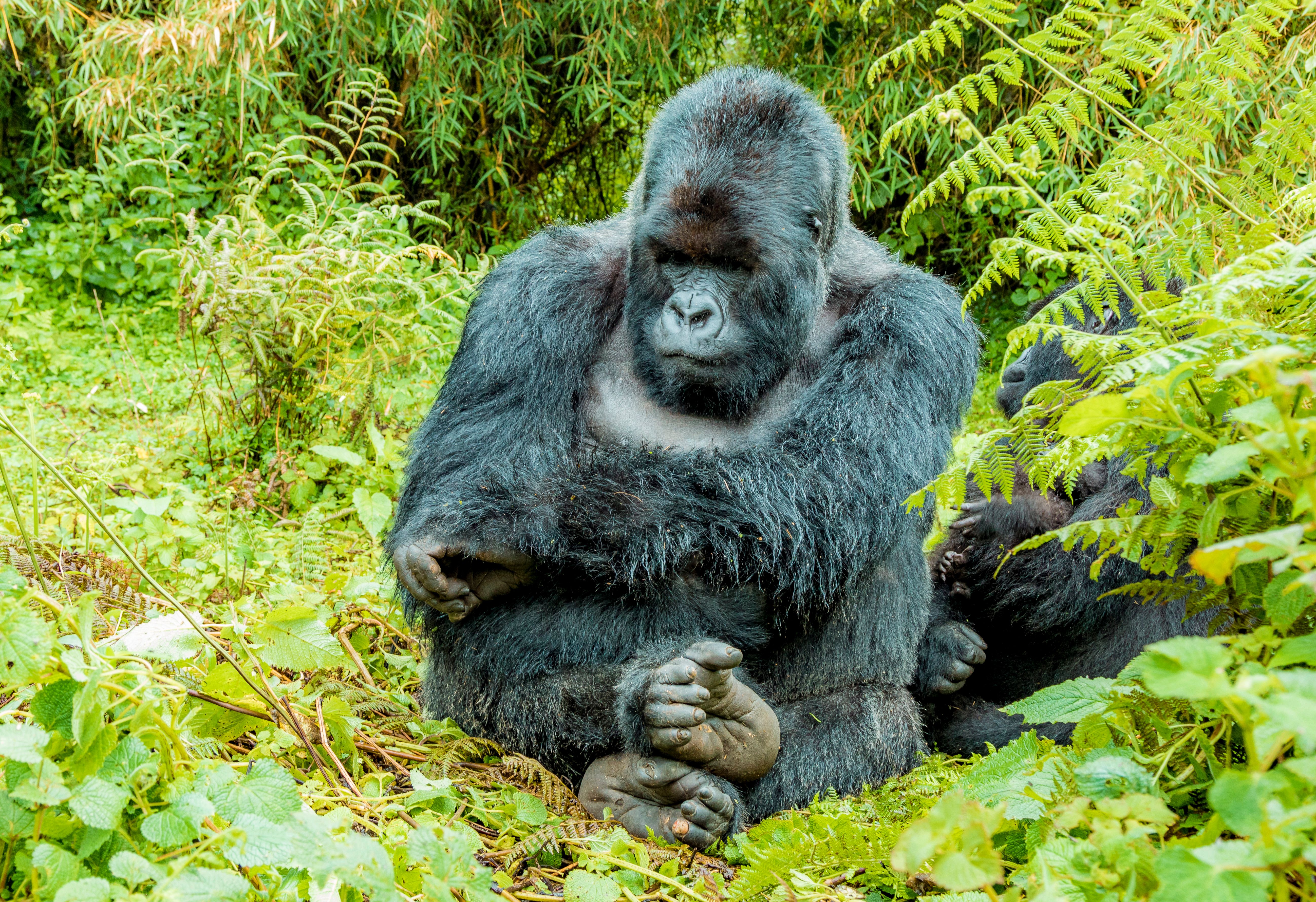 silverback mountain gorilla