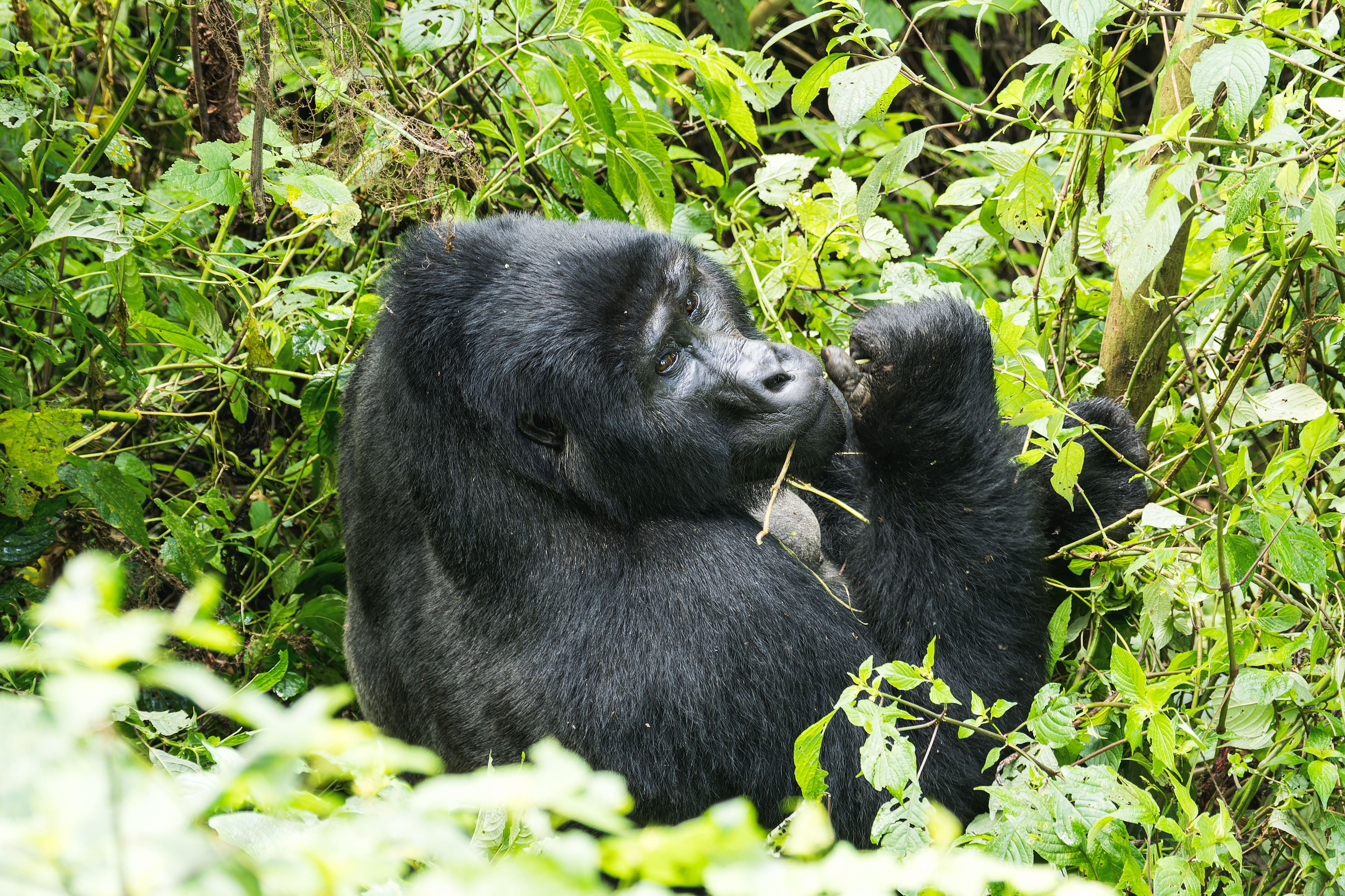 silverback mountain gorilla feeding